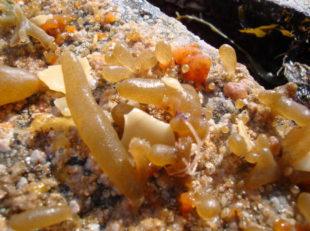Bryozoa of the British Isles