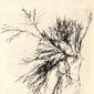 Vesicularia dichotoma. 1903. Mosses.