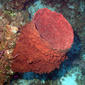 Barrel sponge (Xestospongia muta)--these sponges may live for 100 years and grow to over 18 meters tall