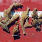 Alcyonidium diaphanum (Hudson, 1778)