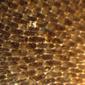 <em>Membranipora membranacea</em> (Linnaeus, 1767)