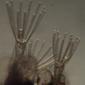 Arachnidium fibrosum