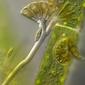 Mulitlayer image (DOF)