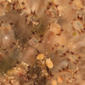 Colony - detail - highly magnified