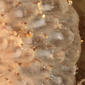 Colony margin - detail - highly magnified