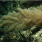 Alcyonidium diaphanum